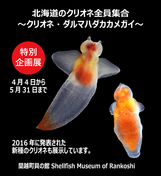 北海道蘭越町貝の館 Shellfish Museum Of Rankoshi
